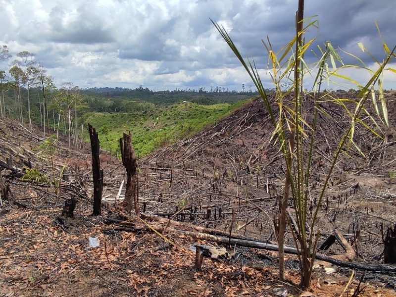 Alih Fungsi Hutan Lindung Jadi Perkebunan: Siapa Diuntungkan?