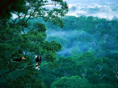 Hutan Kalimantan