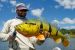 Peacock Bass