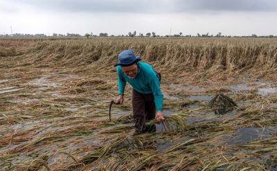 Perubahan Iklim Picu Gagal Panen