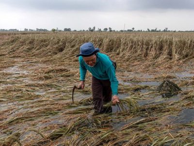 Perubahan Iklim Picu Gagal Panen