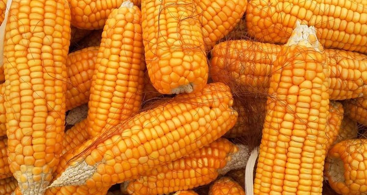 Gebrakan Lampung: Olah Berbagai Komoditas Lokal Jadi Bioetanol