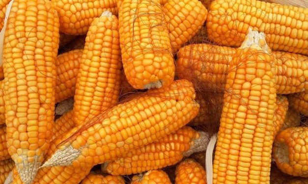 Gebrakan Lampung: Olah Berbagai Komoditas Lokal Jadi Bioetanol