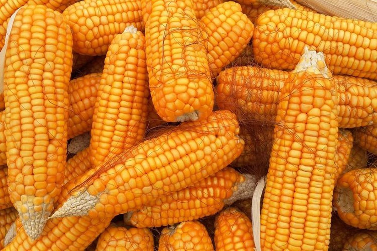 Gebrakan Lampung: Olah Berbagai Komoditas Lokal Jadi Bioetanol