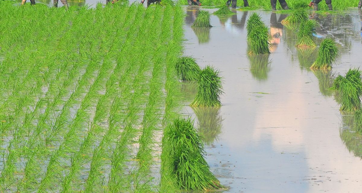 Jangan Main-Main! Alih Fungsi Lahan Undang Wabah