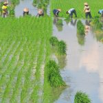 Jangan Main-Main! Alih Fungsi Lahan Undang Wabah