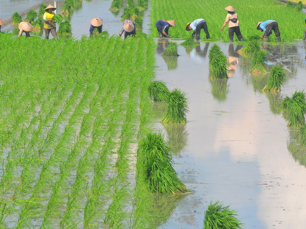 Jangan Main-Main! Alih Fungsi Lahan Undang Wabah