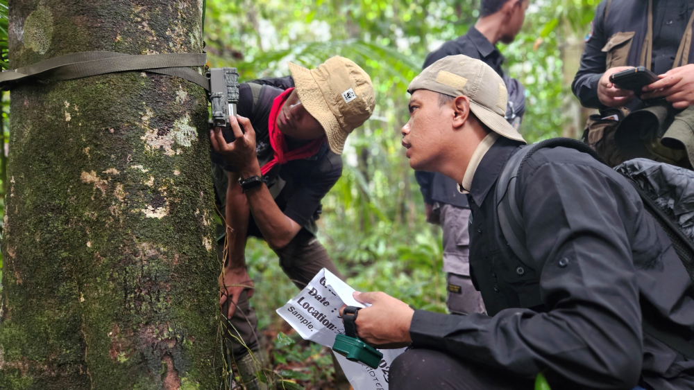 Teknologi TreeStructor: Jadi Teropong Peneliti Di Tengah Hutan