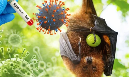 Virus Nipah Ramai, Dokter: Jangan Panik Dulu