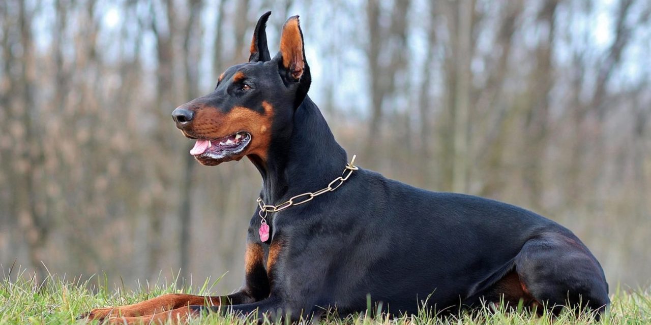 Sisi Menarik Doberman, Si Anjing Super Pintar