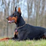 Sisi Menarik Doberman, Si Anjing Super Pintar