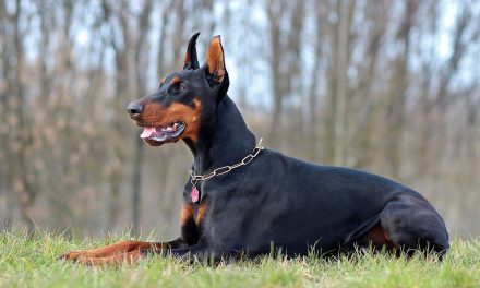 Sisi Menarik Doberman, Si Anjing Super Pintar