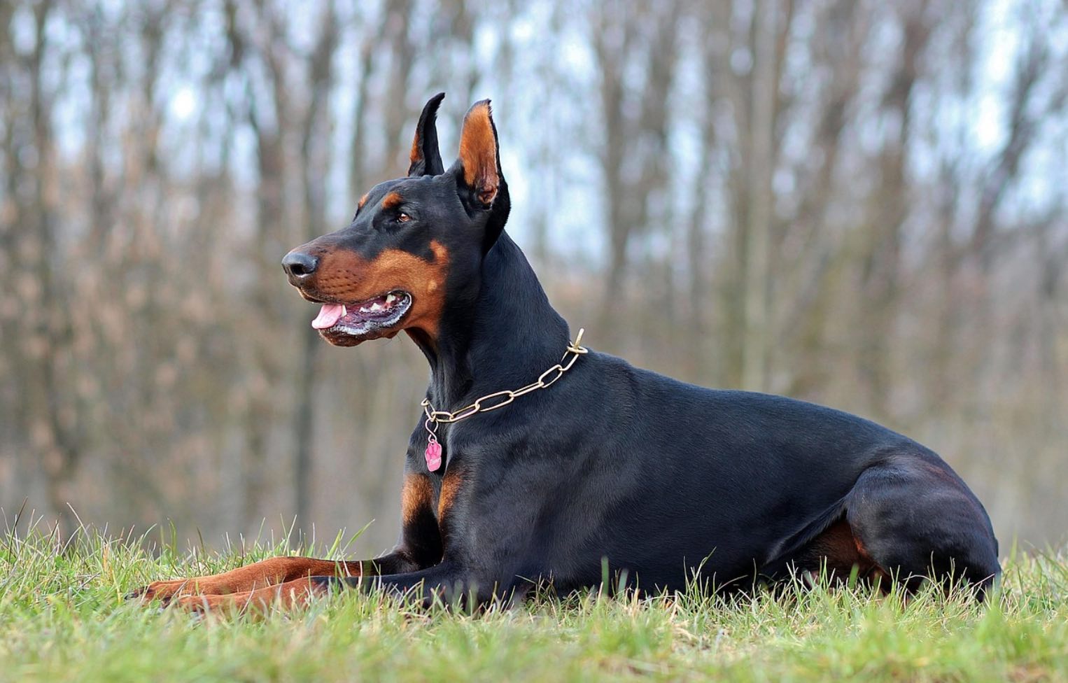 Sisi Menarik Doberman, Si Anjing Super Pintar