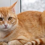 Tips Rawat Kucing Kampung Biar Gembul