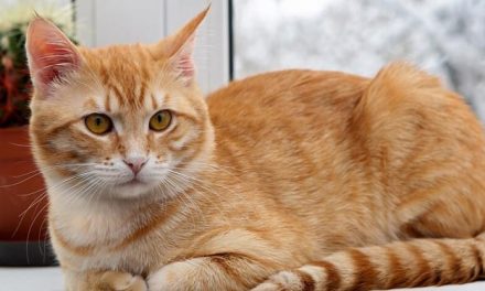 Tips Rawat Kucing Kampung Biar Gembul