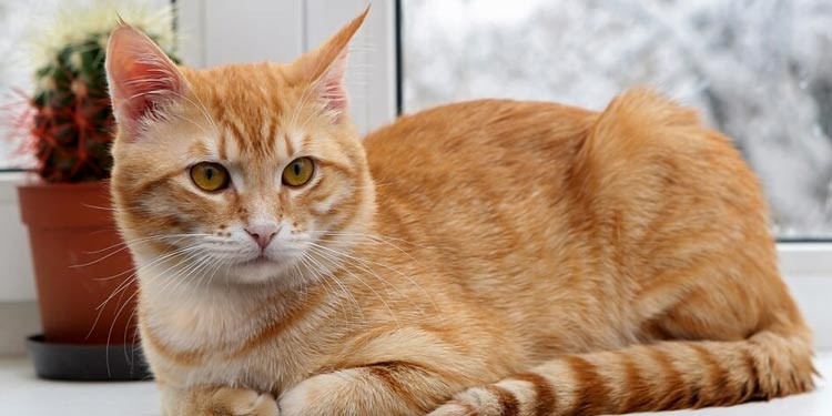 Tips Rawat Kucing Kampung Biar Gembul