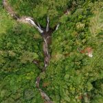 TreeStructor: Teknologi AI Baru Yang Bisa ‘Melihat’ Isi Hutan