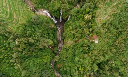 TreeStructor: Teknologi AI Baru Yang Bisa ‘Melihat’ Isi Hutan
