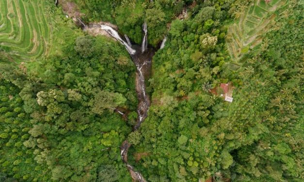 TreeStructor: Teknologi AI Baru Yang Bisa ‘Melihat’ Isi Hutan