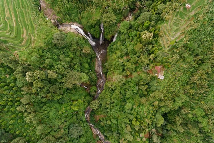 TreeStructor: Teknologi AI Baru Yang Bisa 'Melihat' Isi Hutan